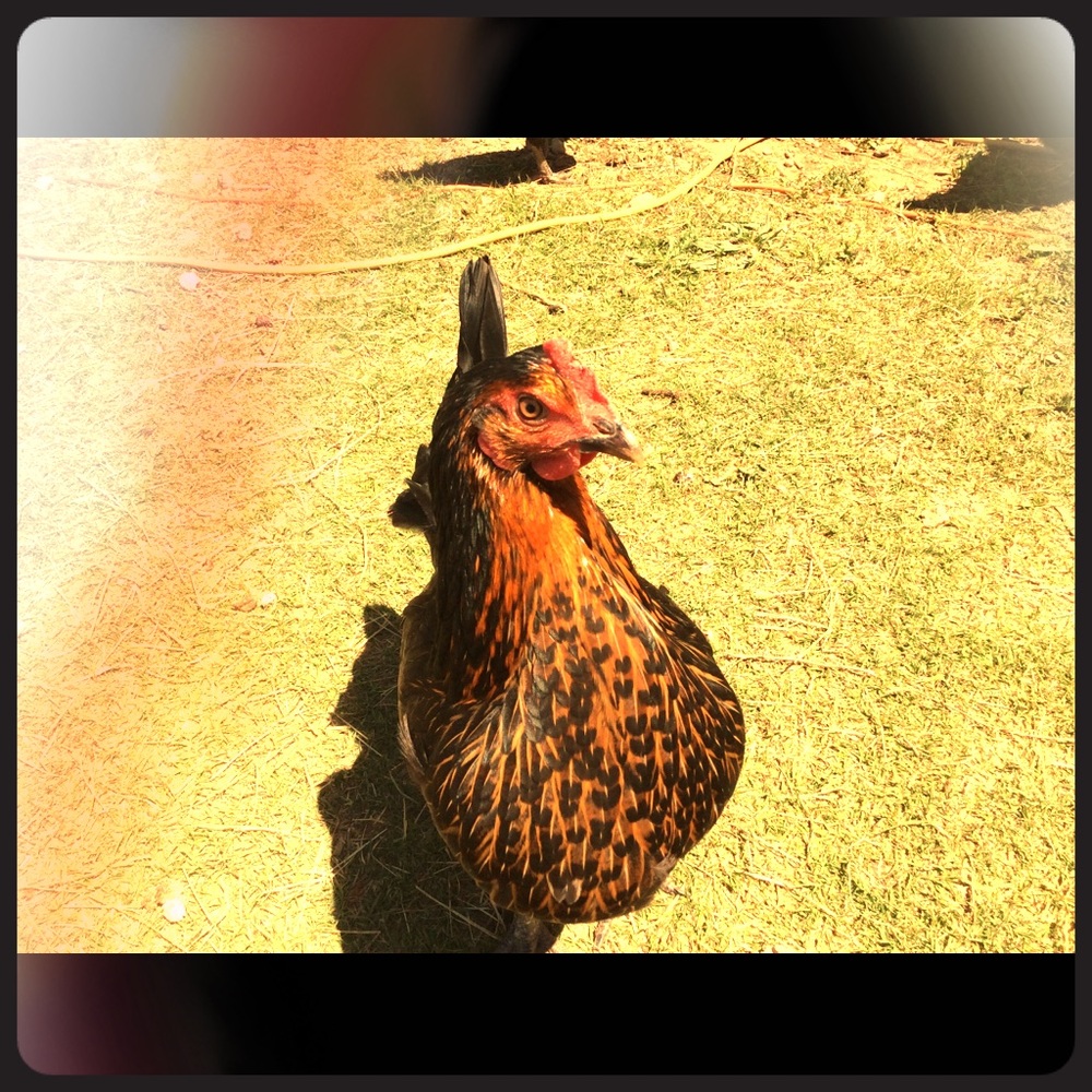 Meet your Posher, Mary Mother of Chickens